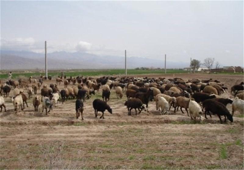 جلوگیری از گسترش دامداری های غیر اصولی در شهرستان فردوس