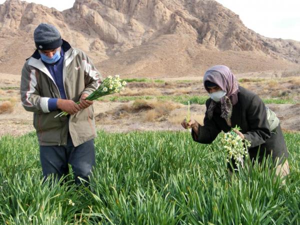 خبرنگاران برداشت گل نرگس از مزارع خوسف خبرنگاران برداشت گل نرگس از مزارع خوسف