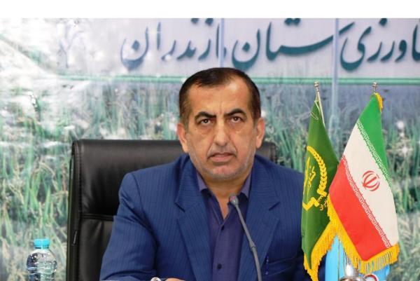 تولید محصولات کشاورزی خط قرمز جهاد کشاورزی است، خوداتکایی فراوری محصولات کشاورزی خط قرمز جهاد کشاورزی است، خوداتکایی در فراوری برنج با حمایت از ارقام پرمحصول